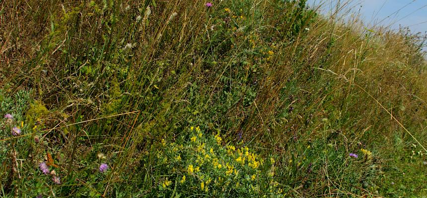 Bunt Blühende Vielfalt beim Naturdenkmal Johannesberg