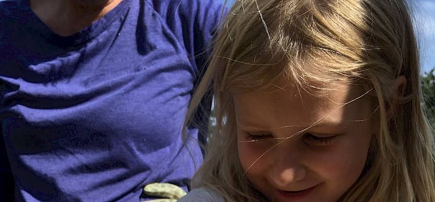Mädchen betrachtet Wespenspinne (Argiope bruennichi)
