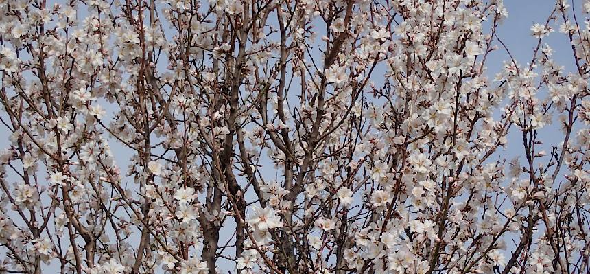Mandelbaum blüht im Frühling