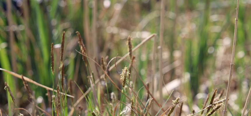 Entferntährige Segge (Carex distans)