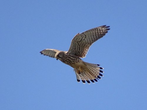 Turmfalke (Falco tinnunculus) über der Heide.