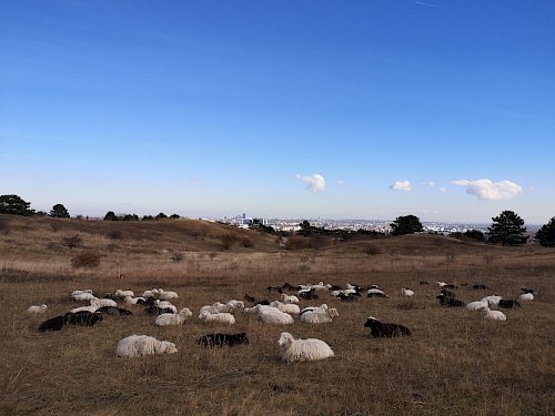 Schafe auf der Perchtoldsdorfer Heide.