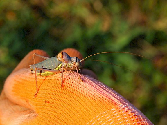 Steppen-Sattelschrecke (Ephippiger ephippiger)
