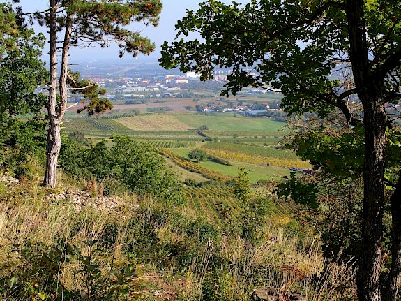 Naturschutzgebiet Glaslauterriegel-Heferlberg-Fluxberg.