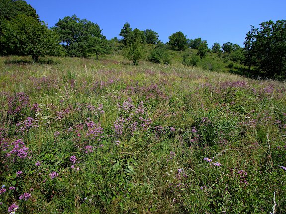 Blütenmeer auf den Trockenrasen in Pfaffstätten.