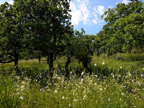 Blütenmeer auf den Trockenrasen in Pfaffstätten.