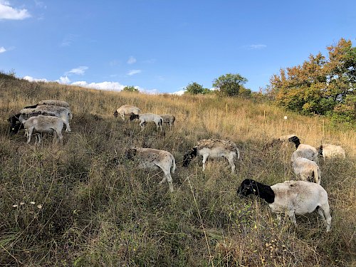 Schafe auf dem Hochberg
