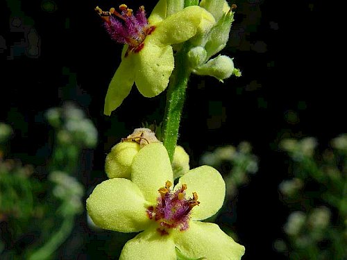 Österreich-Königskerze (Verbascum chaixii)