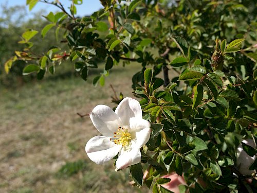 Bibernell-Rose (Rosa spinosissima )
