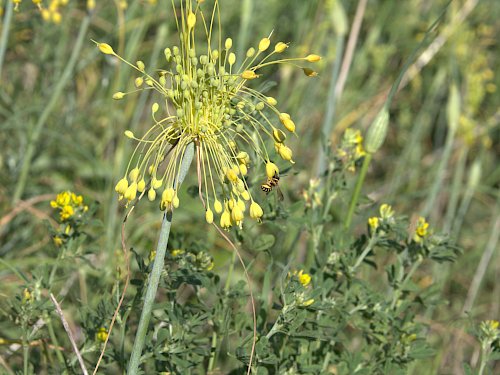 Gelber Lauch (Allium flavum)