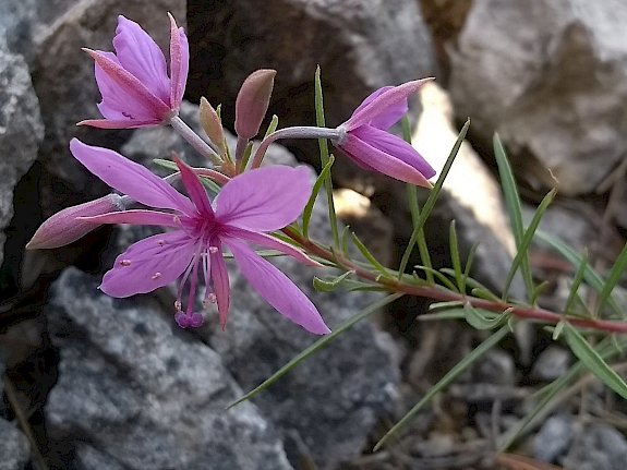 Rosmarin-Weidenröschen (Epilobium dodonaei)