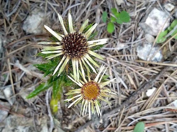 Gold-Distel (Carlina vulgaris)