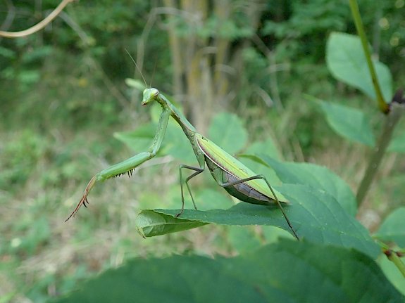 Gottesanbeterin (Mantis religiosa)
