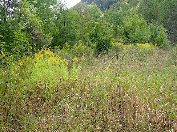 Die invasive kanndische Goldrute im Naturschutzgebiet