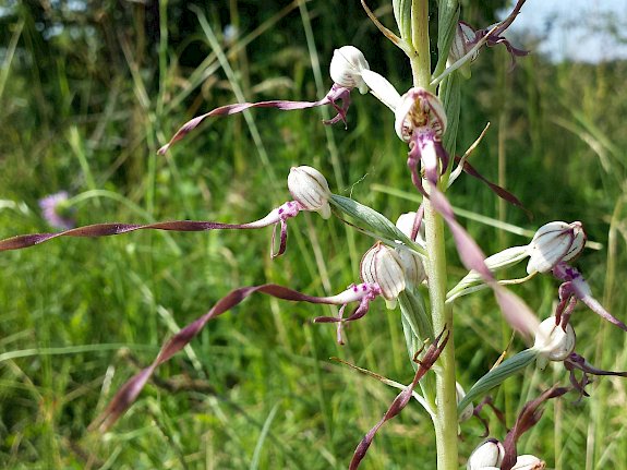 Adriatische Riemenzunge (Himantoglossum adriaticum).