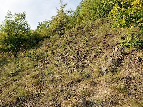 Ergebnis nach dem Pflege-Einsatz