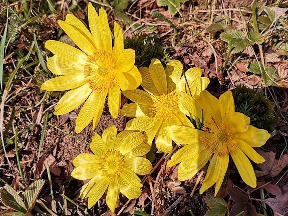 Frühlings-Adonis (Adonis vernalis)