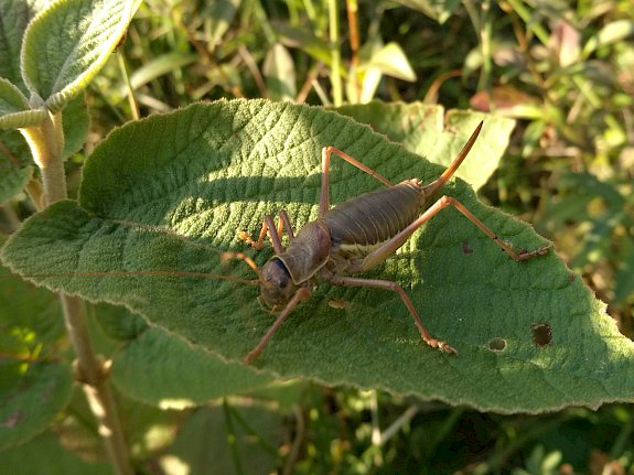 Steppen-Sattelschrecke (Ephippiger ephippiger).
