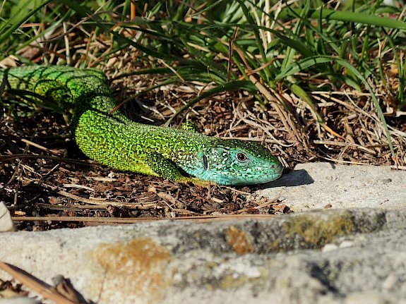 Smaragdeidechse (Lacerta viridis)