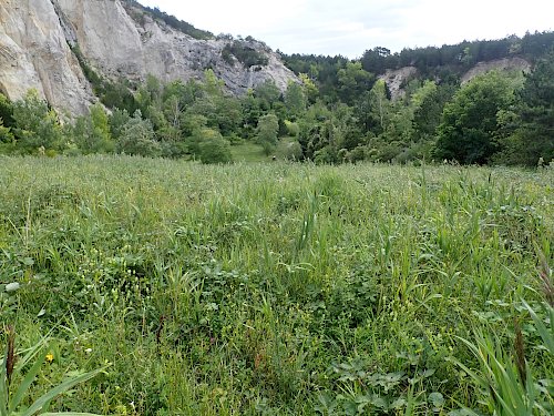 Die neu eingesäte Naturwiese im Harzberg-Steinbruch