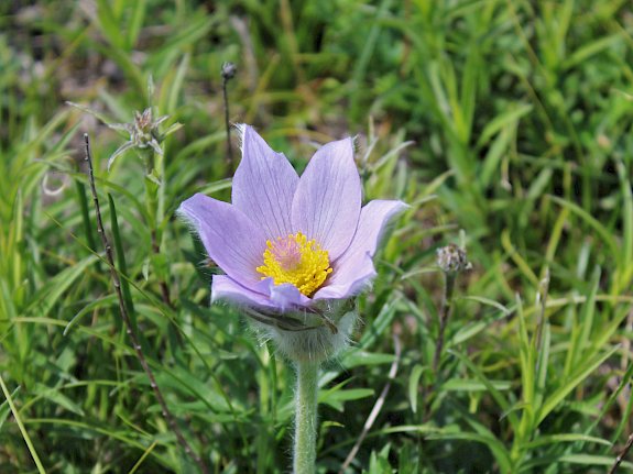 Große Kuhschelle (Pulsatilla grandis)