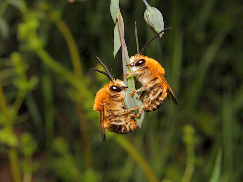 Honigbienen auf Pflanze