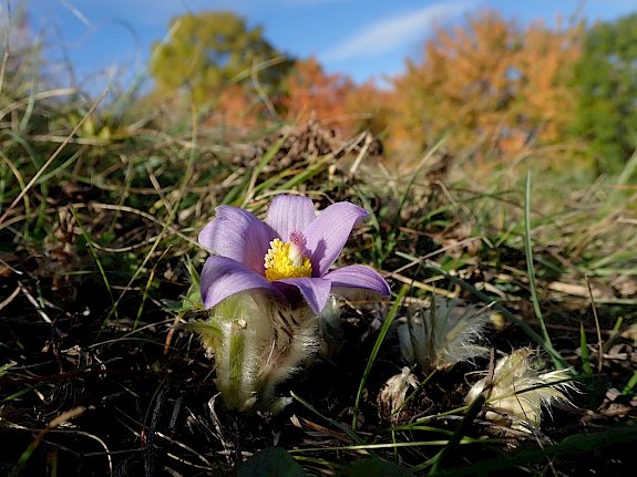 Die Große Kuhschelle (Pulsatilla grandis).