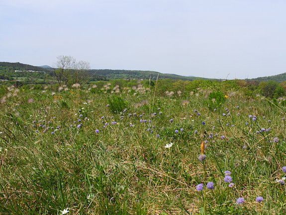 Naturdenkmal Kuhschellenwiese