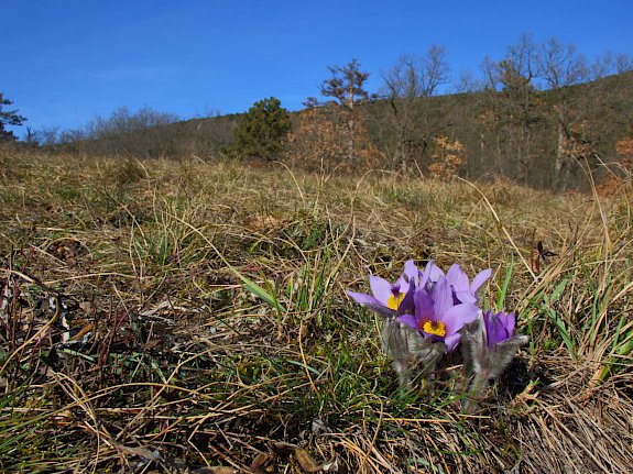 Große Kuhschelle (Pulsatilla grandis)