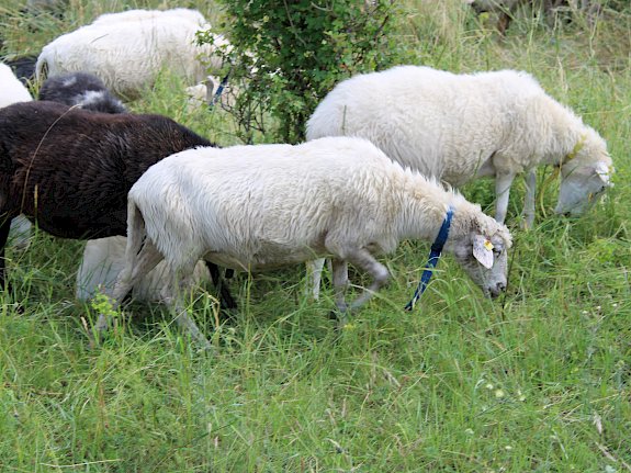 Beweidung mit Schafen