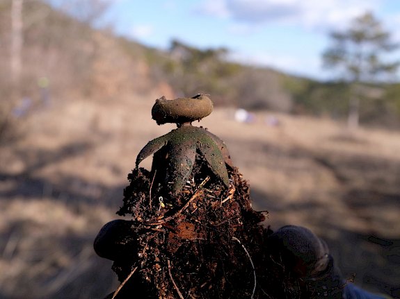 Erdsterne (Geastrum) ist eine ungenießbare Gattung der Pilze