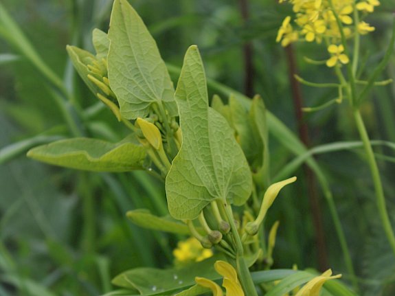 Osterluzei (Aristolochia clematitis)