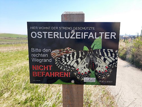 Schild zum Schutz des Osterluzeifalters (Zerynthia polyxena)