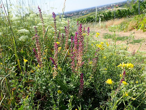vielfalt in der Weinbaulandschaft
