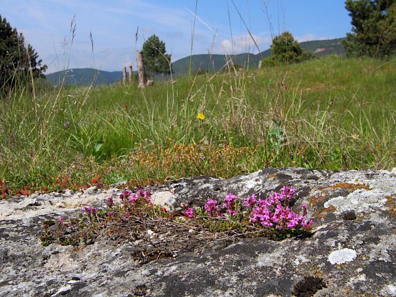 Naturdenkmal Trockenrasen Brunn.