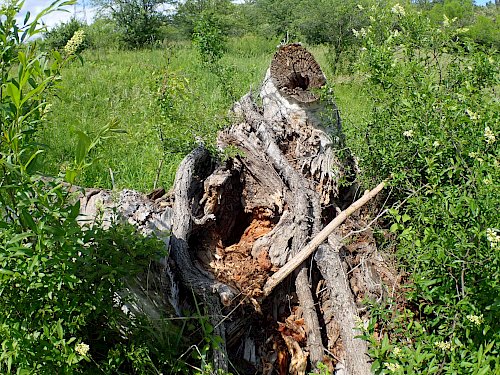 Totholz als Lebensraum des Trockenrasens