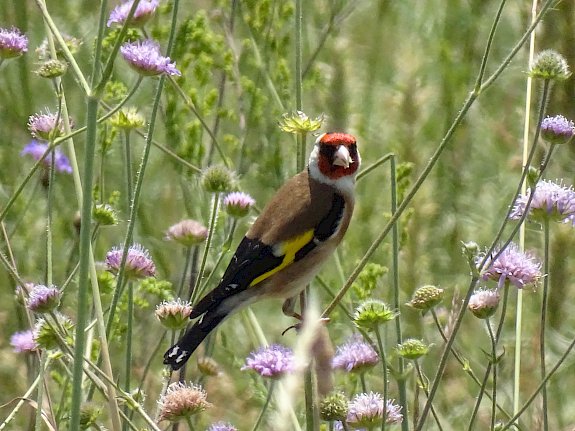 Stieglitz (Carduelis carduelis)
