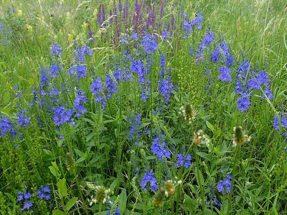 Biodiversität im Klosterpark