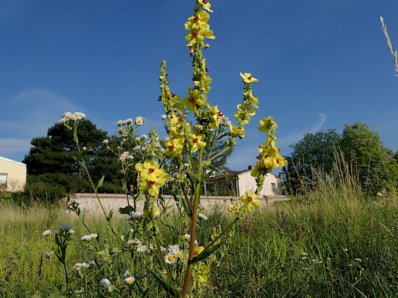 Artenvielfalt aus Königskerze und Co.