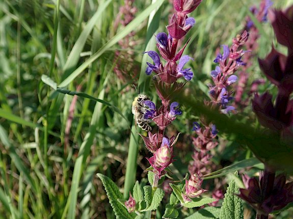 Wildbiene auf Salbeipflanze
