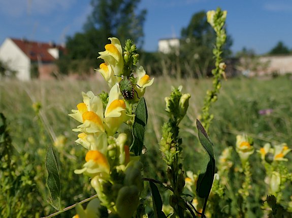 Echtes Leinkraut (Linaria vulgaris) mit einer Wanze