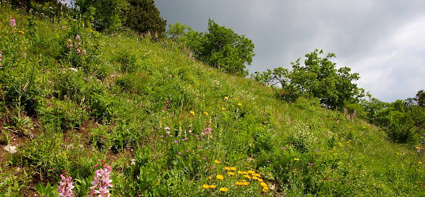 Blühende Trockenrasen © I.Drozdowski