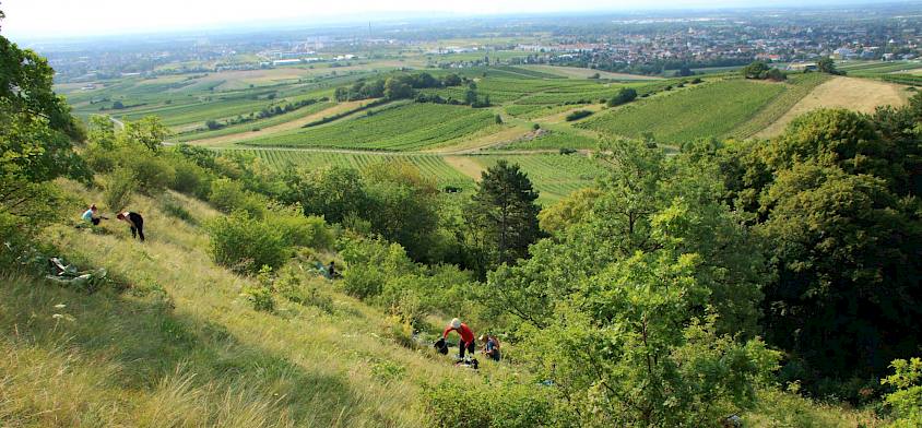 Heferlberg - steiles Gelände und tolle Aussicht ins Wiener Becken © I.Drozdowski