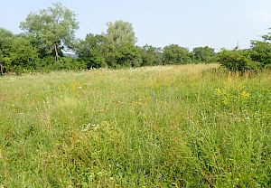 Blick auf die Schweizerwiese