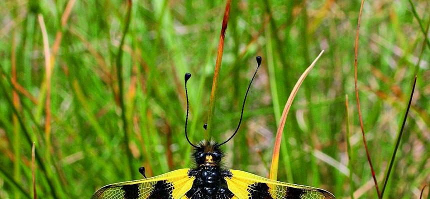 Östlicher Schmetterlingshaft  © I. Drozdowski/LPV