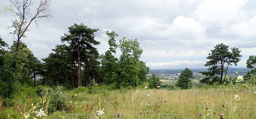Trockenrasen im Naturschutzgebiet in Pfaffstätten. © LPV/Girsch