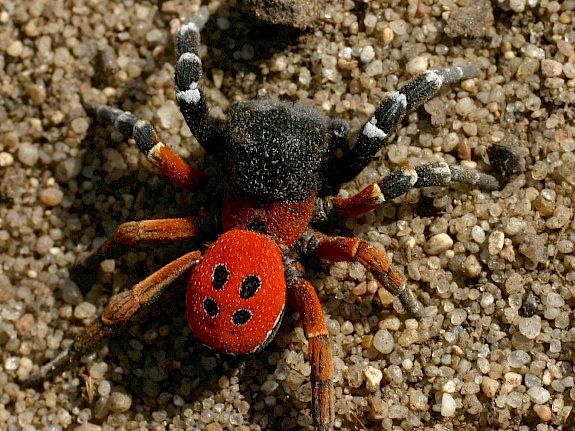 Die Rote Röhrenspinne (Eresus kollari)
