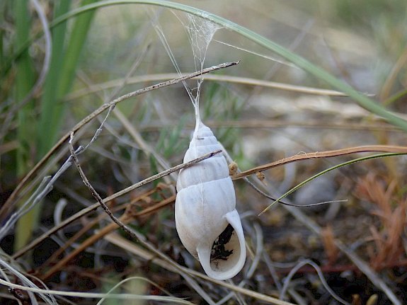 Springspinne Pellenes nigrociliatus