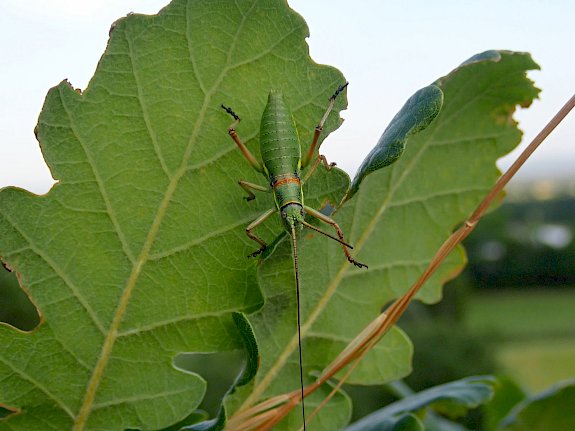 Die Steppen-Sattelschrecke (Ephipigger ephippiger)