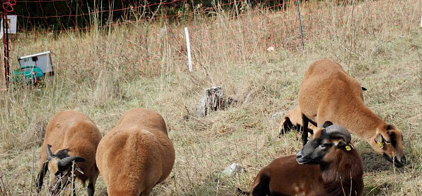 Im Herbst 2021 weideten erstmals wieder Weidetiere - die Schafe von Josef Camus vom 7-Zwetschken-Hof - als wichtige Landschaftspfleger am Blosenberg. © LPV/Drozdowski